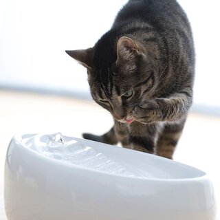 Lucky-Kitty Katzenbrunnen pastellgr�n
