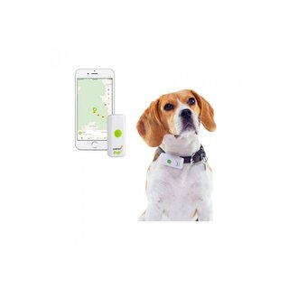 Weenect GPS Tracker Hund