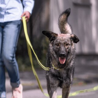 Sprenger Gummierte Suchleine ohne Handschlaufe, 5 m schwarz