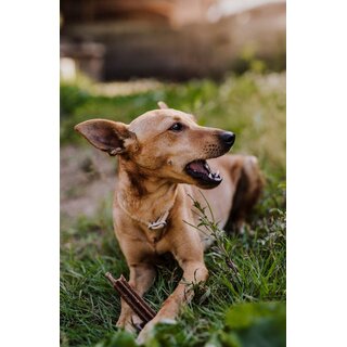 InsectDog Denties