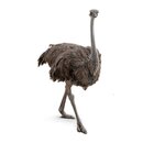 Strau� Happen mit Mango