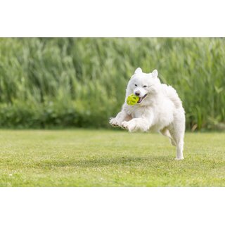 Trixie Wabenrugby, 11 cm, lime